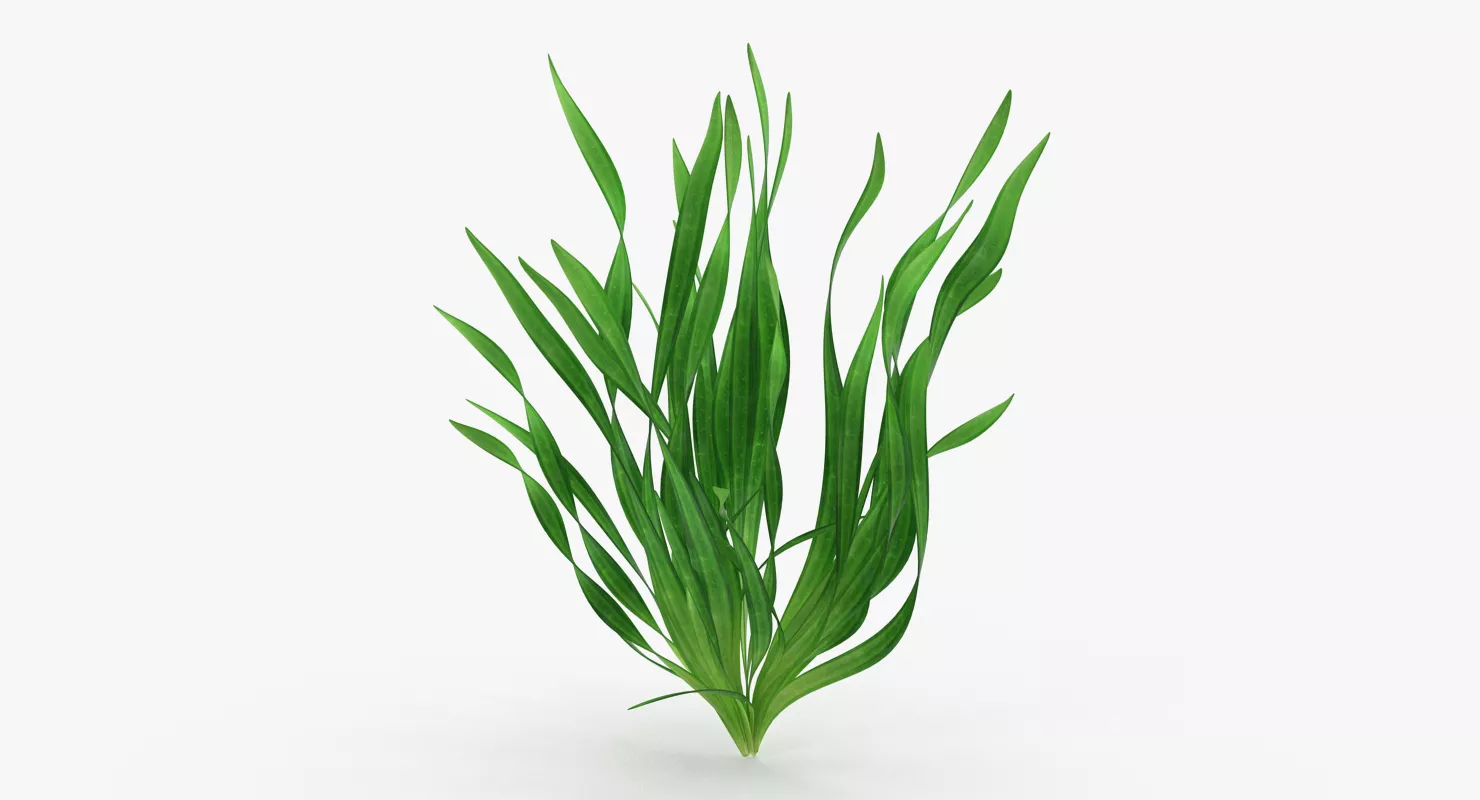 Eel Aquarium Grass 3D model