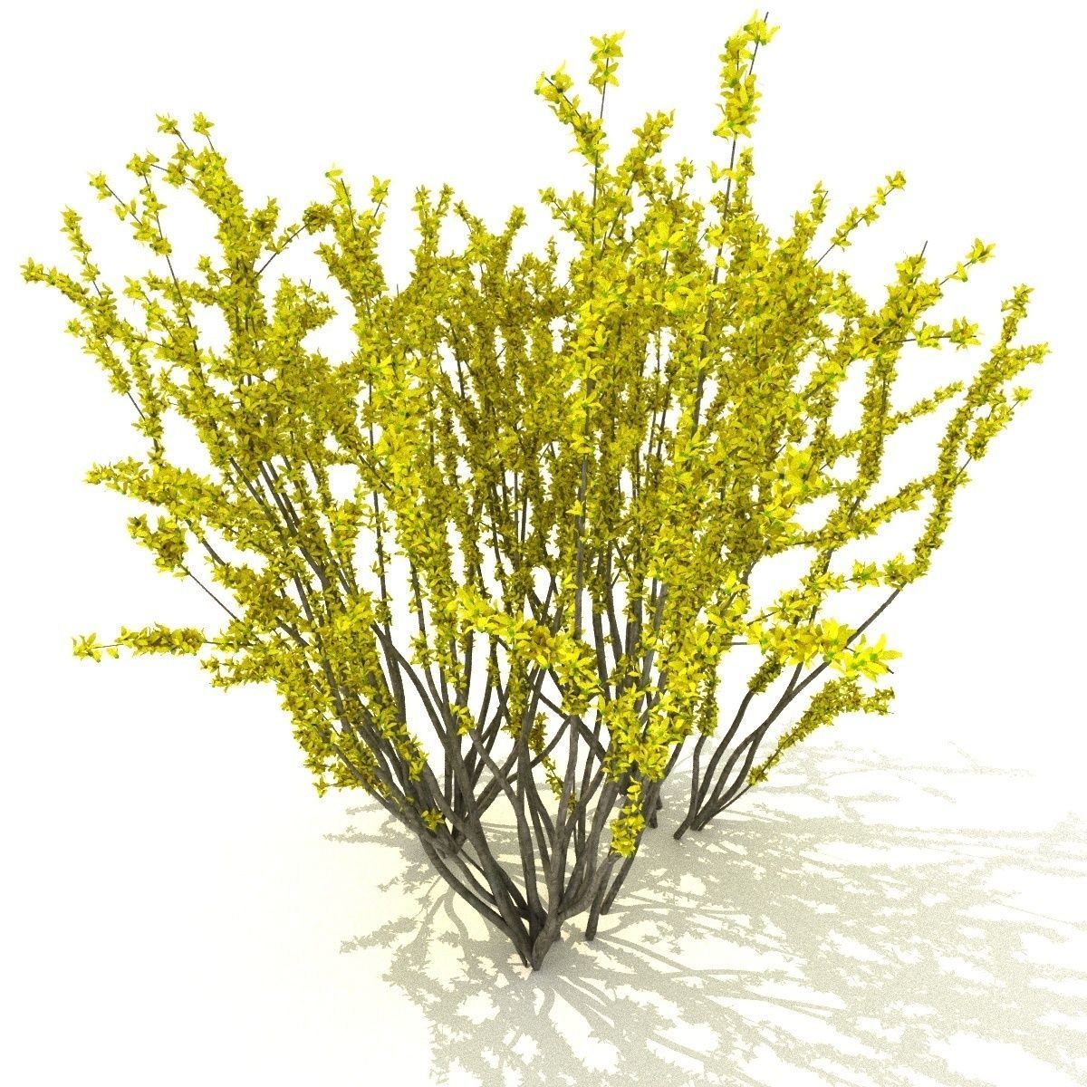 Forsythia Low-poly 3D model