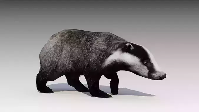 Badger Low-poly 3D model