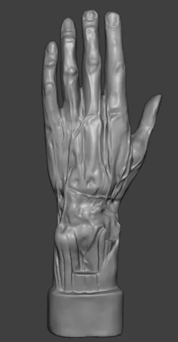 Neurovascular Hand Anatomy 3D print model
