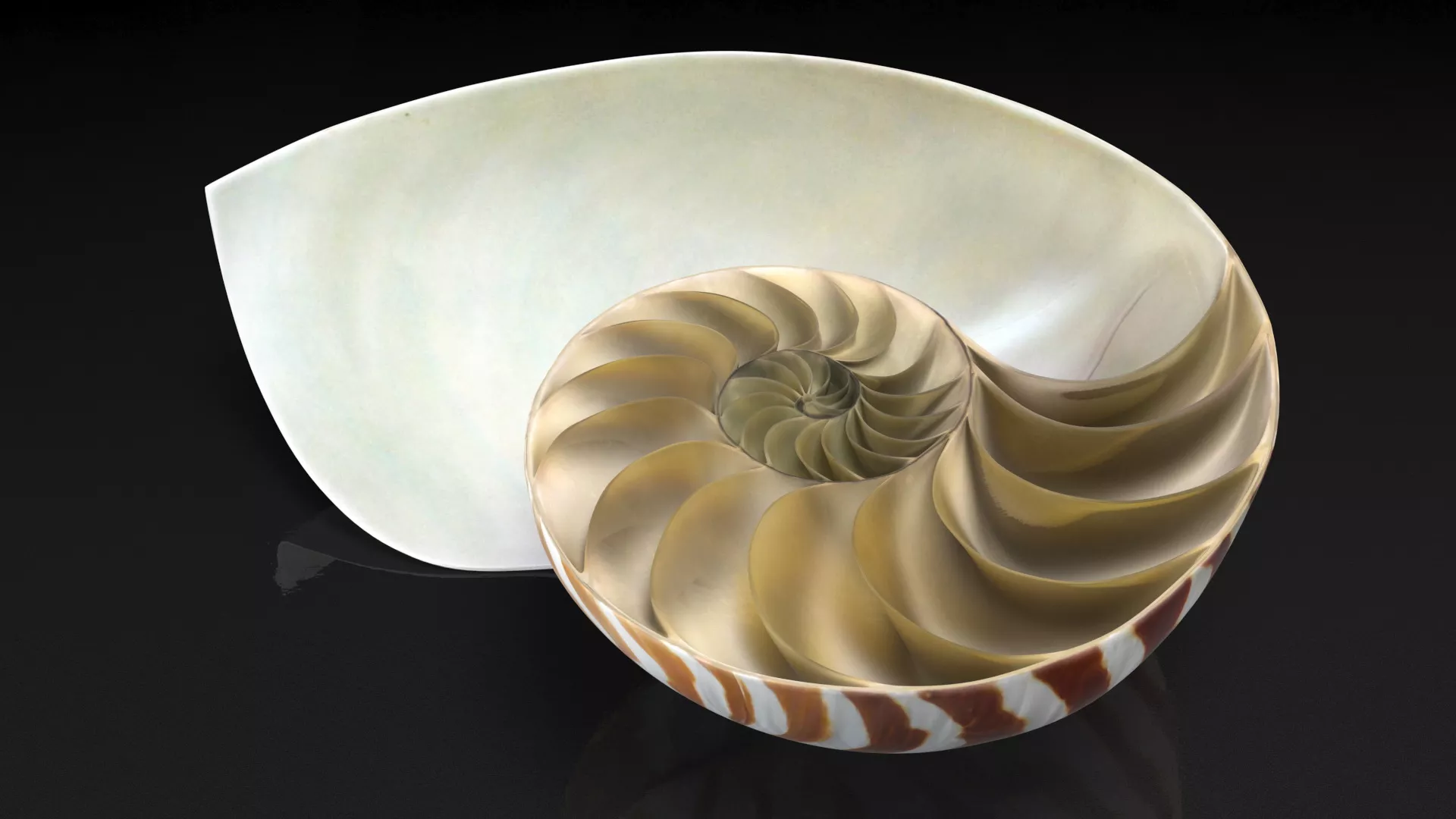 Nautilus Shell Slice 3D model