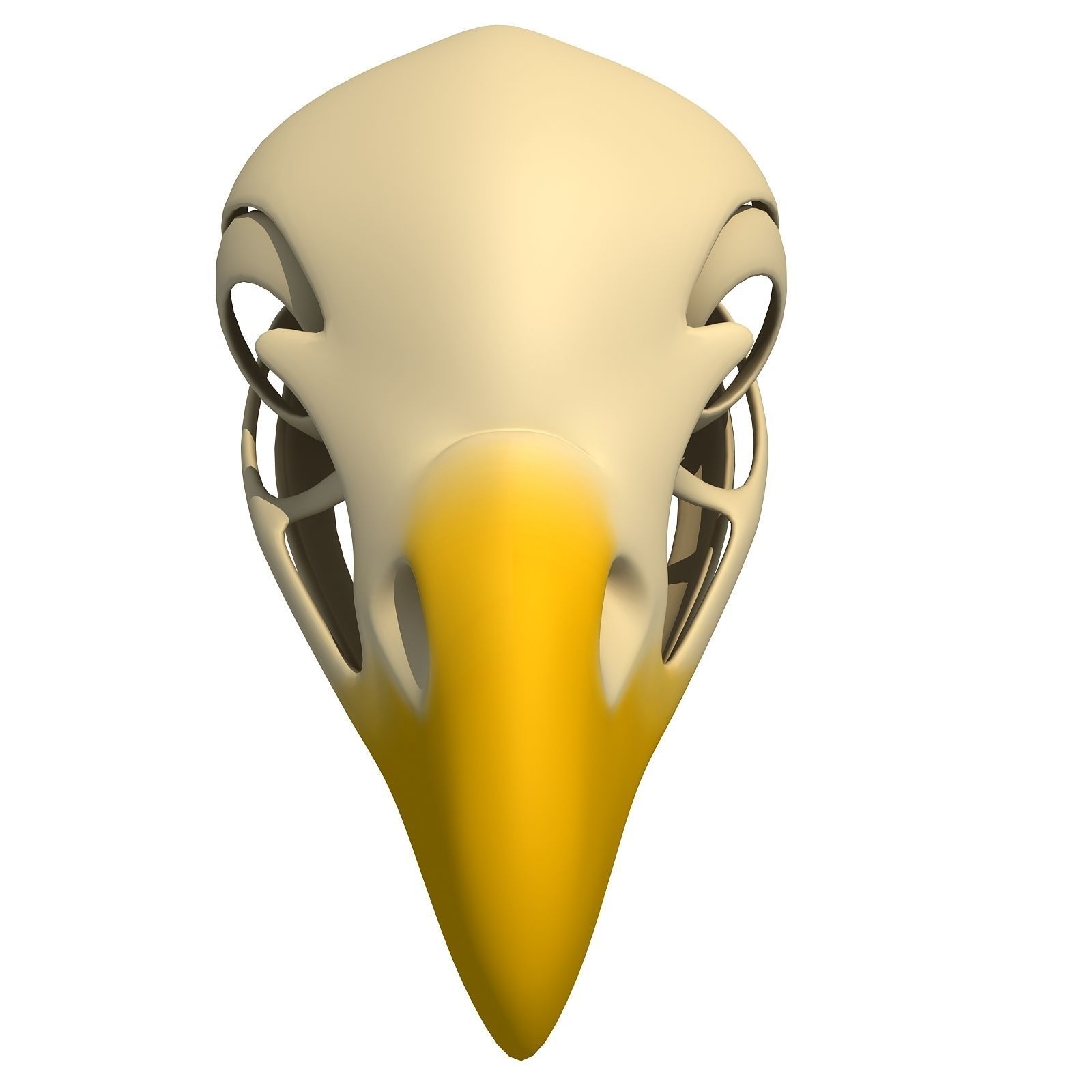 Bones of Eagle Skull 3D model_9