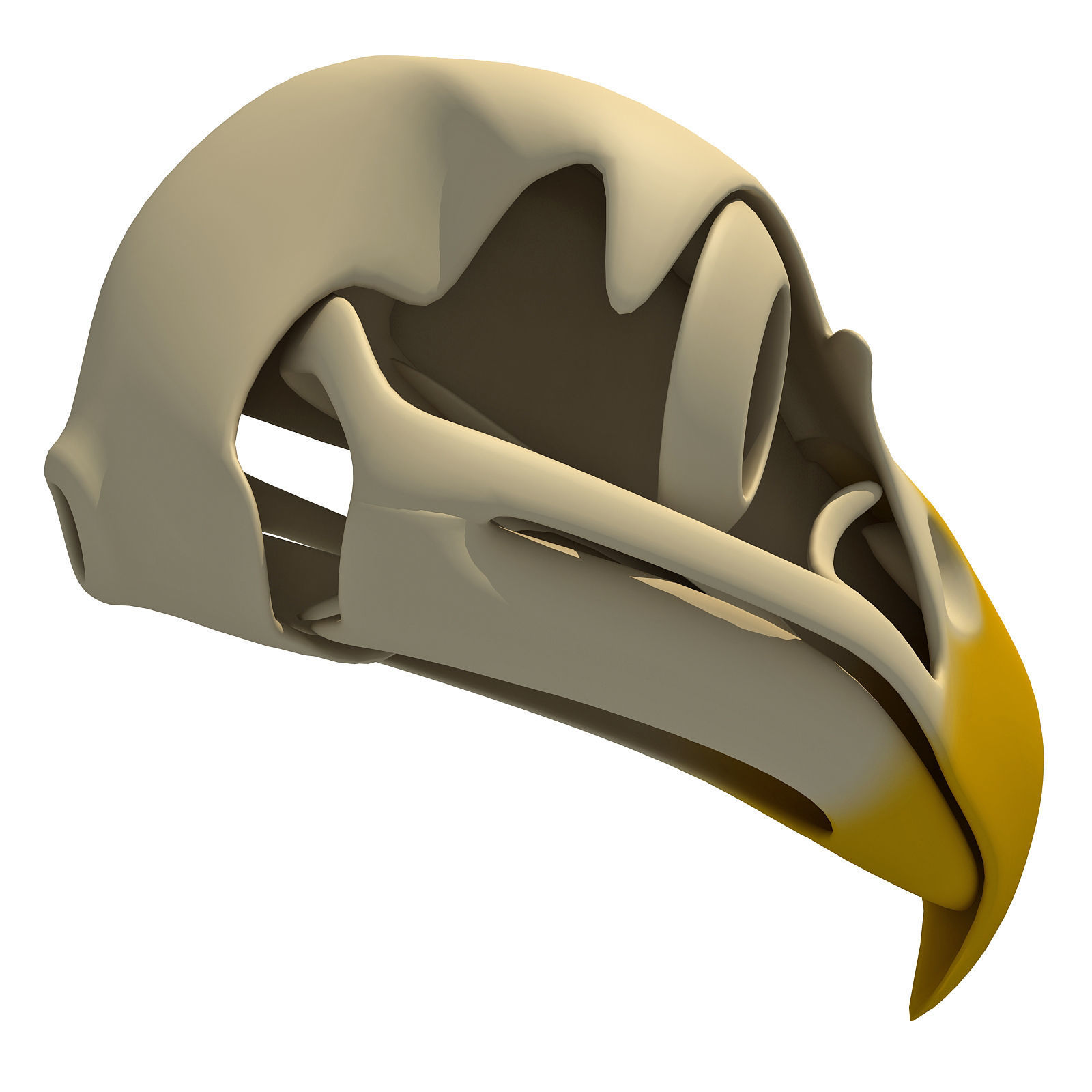 Bones of Eagle Skull 3D model_2