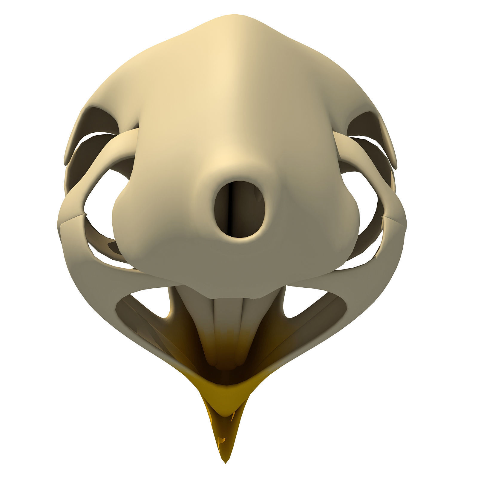 Bones of Eagle Skull 3D model_6