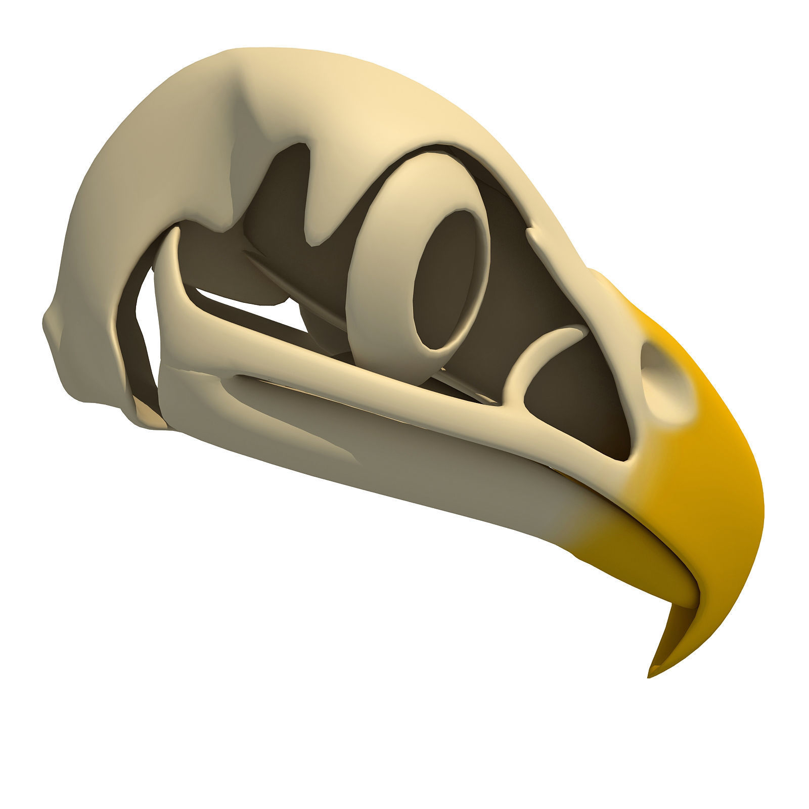 Bones of Eagle Skull 3D model_1