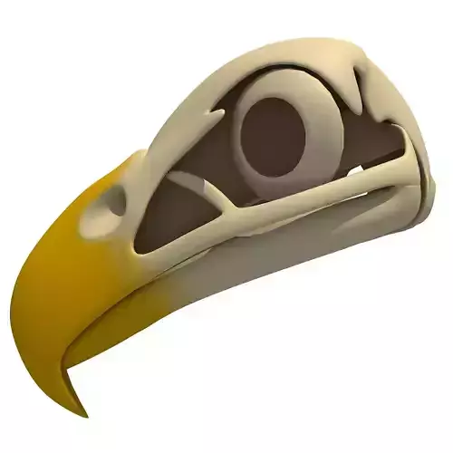 Bones of Eagle Skull 3D model