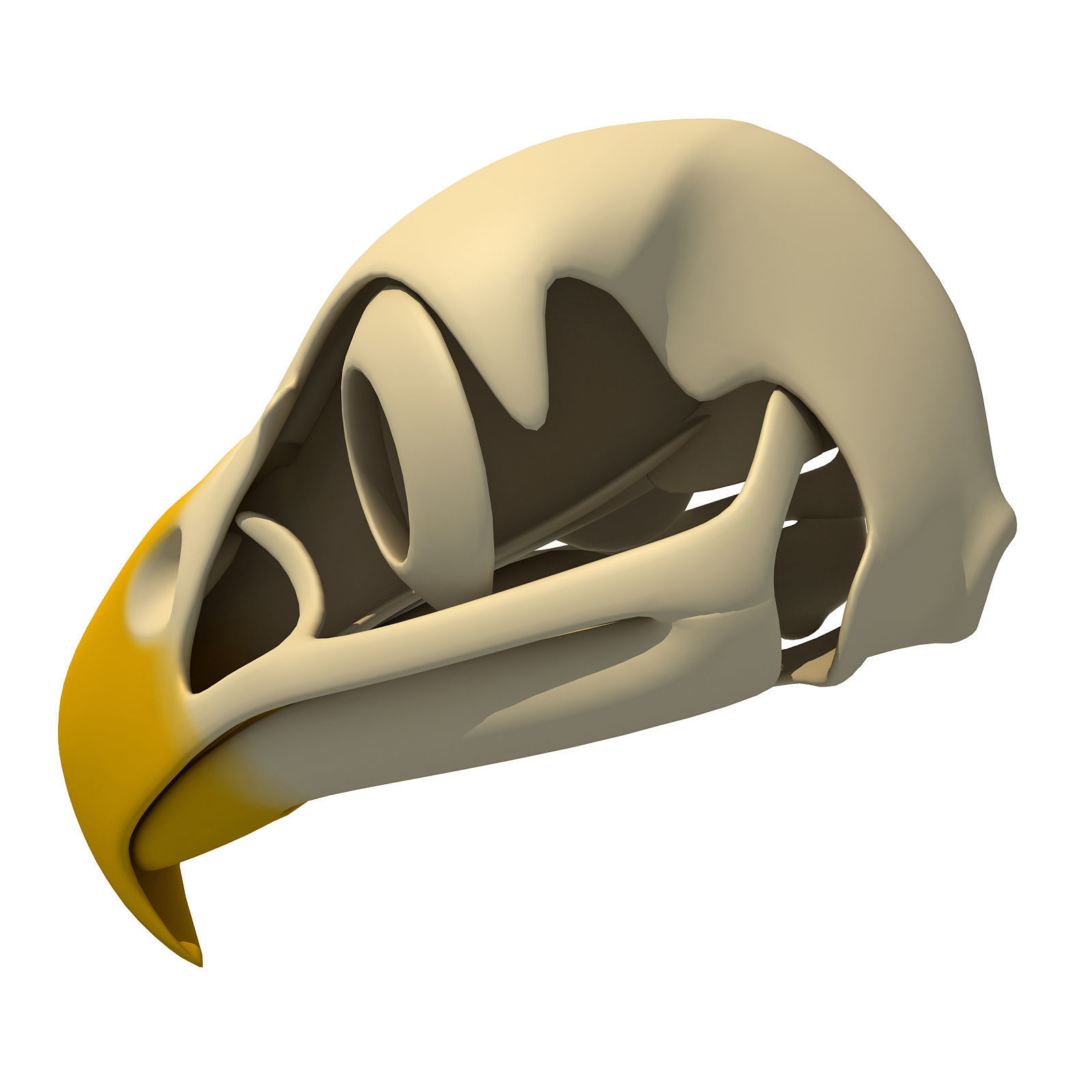 Bones of Eagle Skull 3D model_3