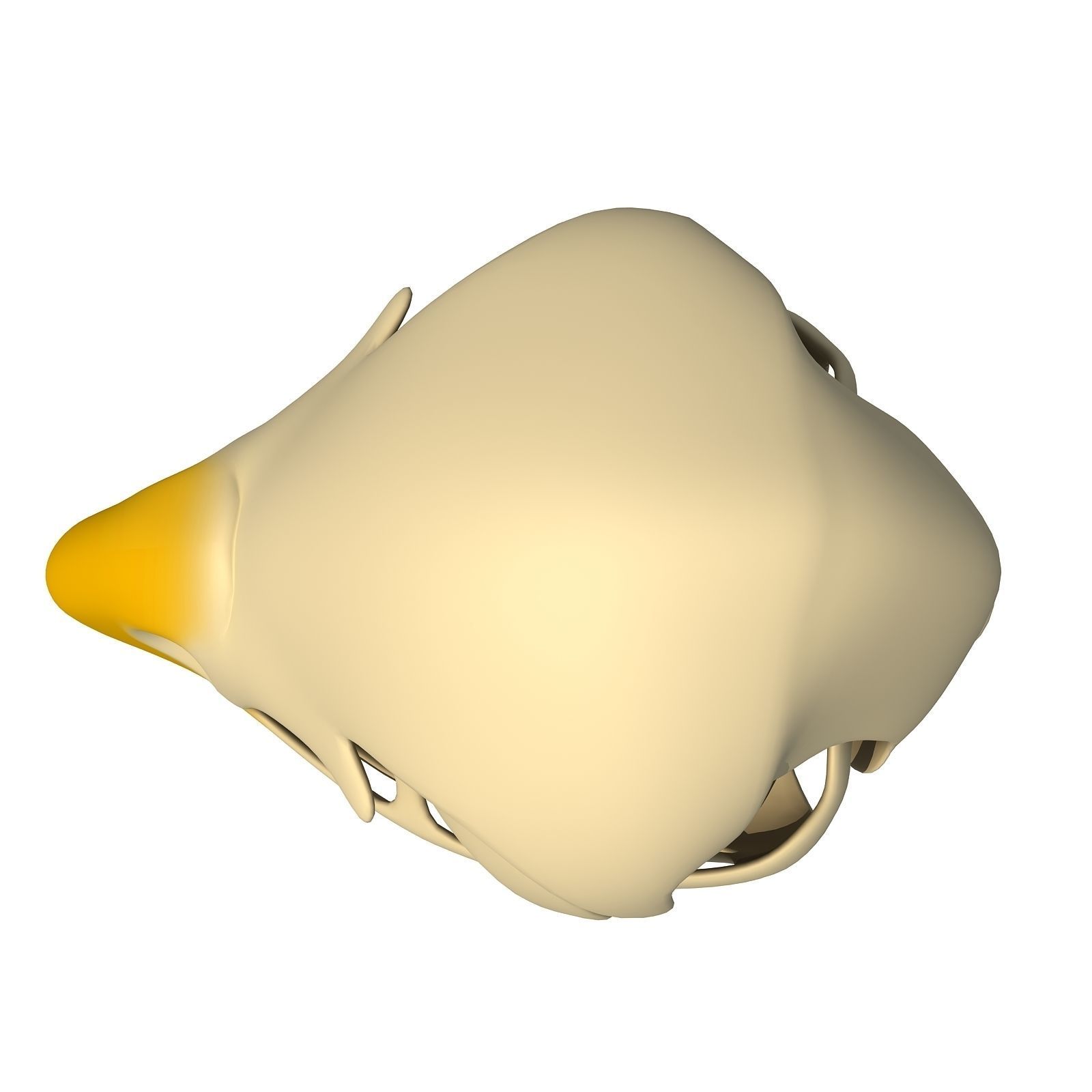 Bones of Eagle Skull 3D model_5