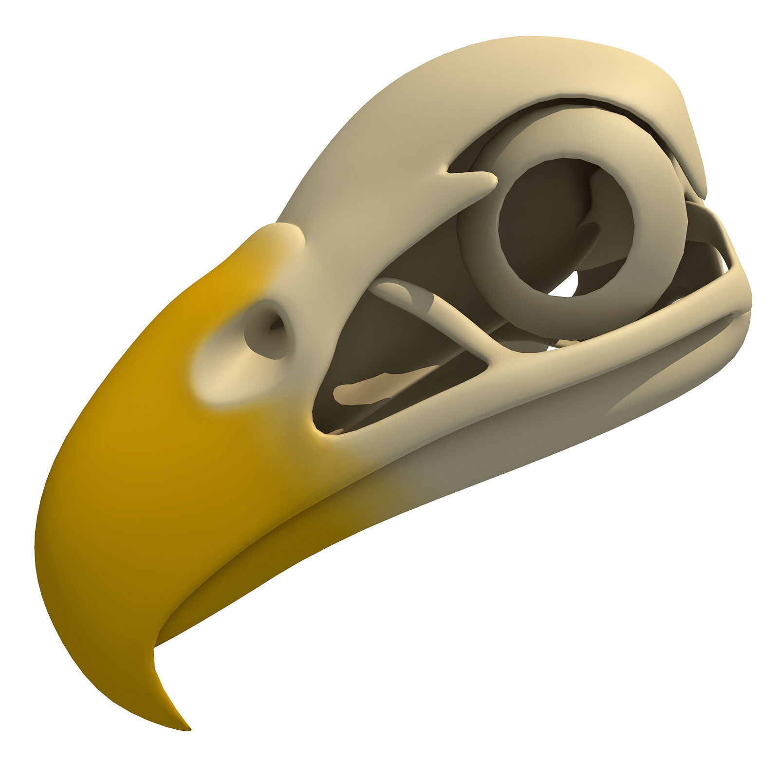 Bones of Eagle Skull 3D model_7