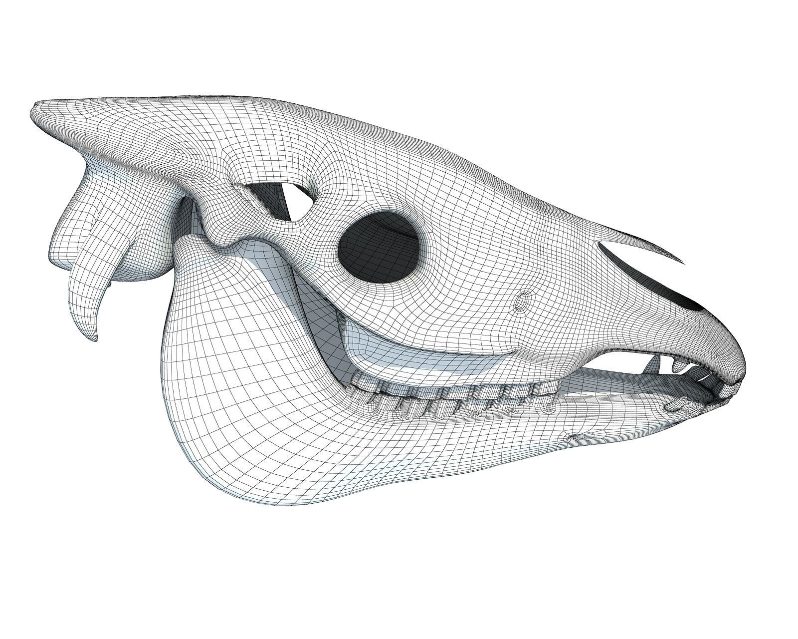 Bones of  Donkey Skull 3D model_10