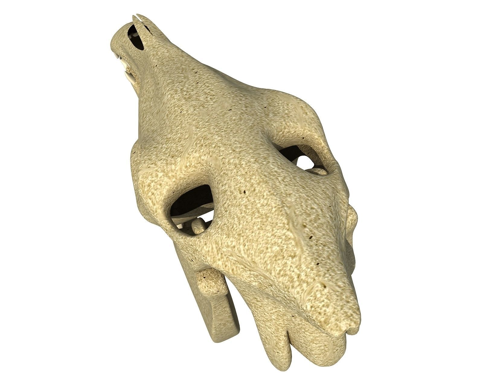 Bones of  Donkey Skull 3D model_6