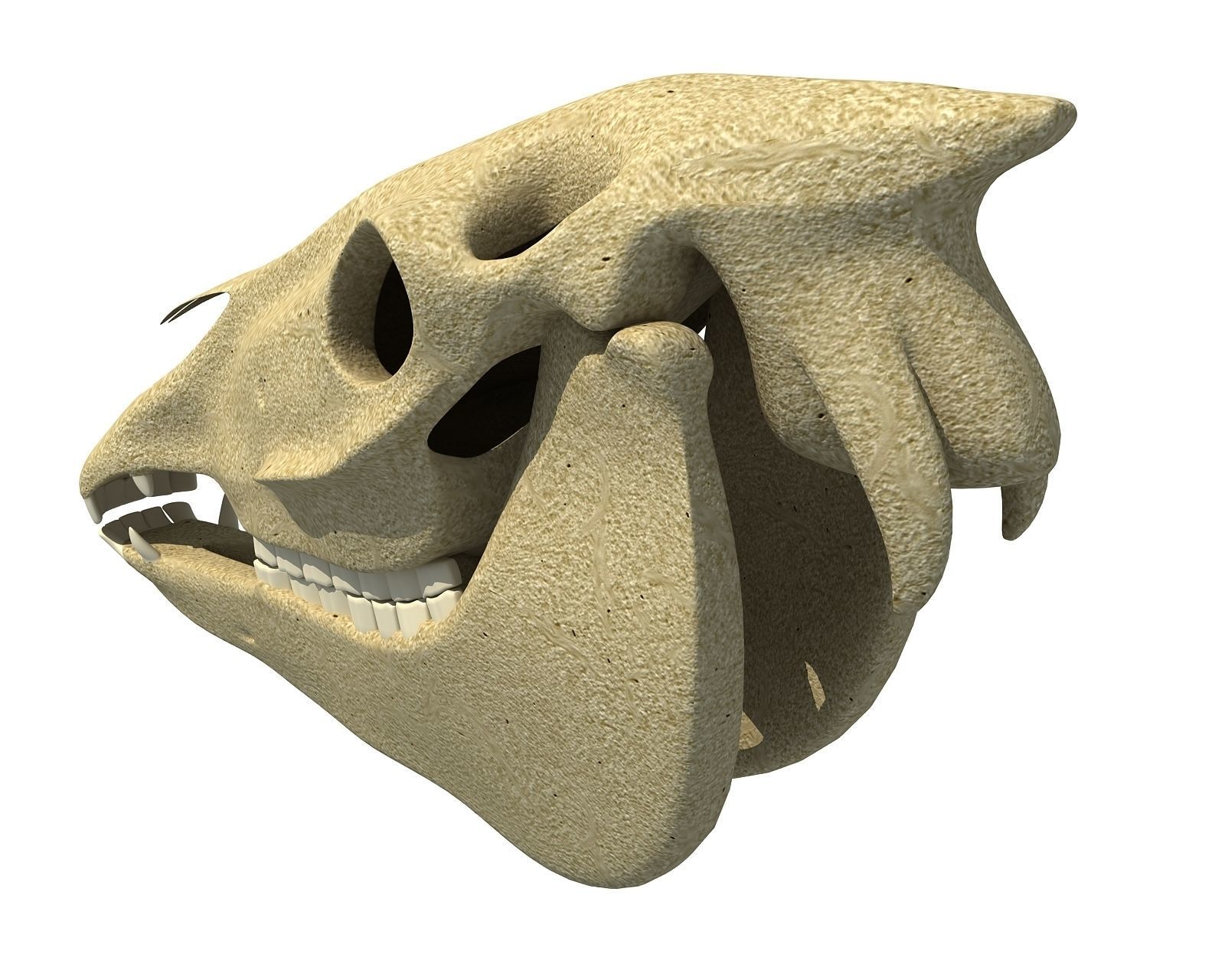 Bones of  Donkey Skull 3D model_5