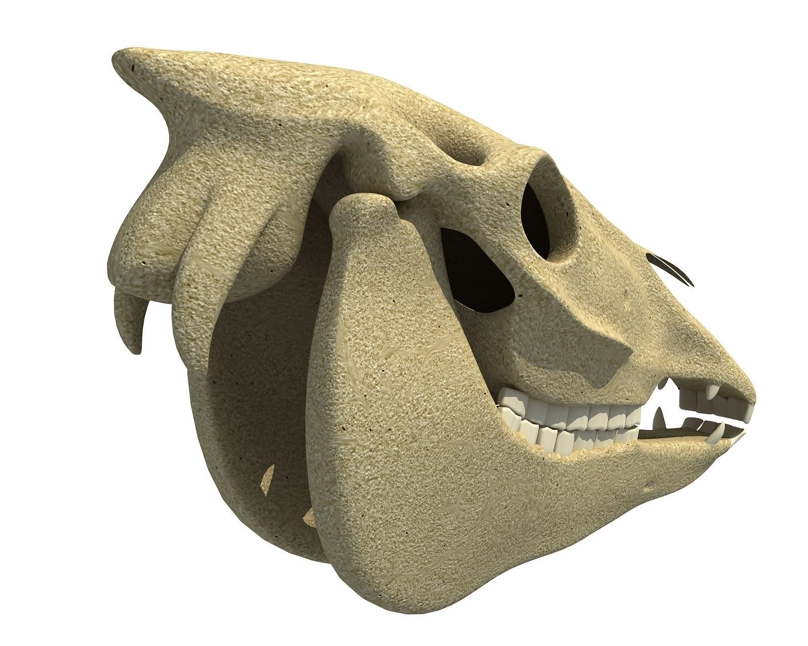 Bones of  Donkey Skull 3D model_4