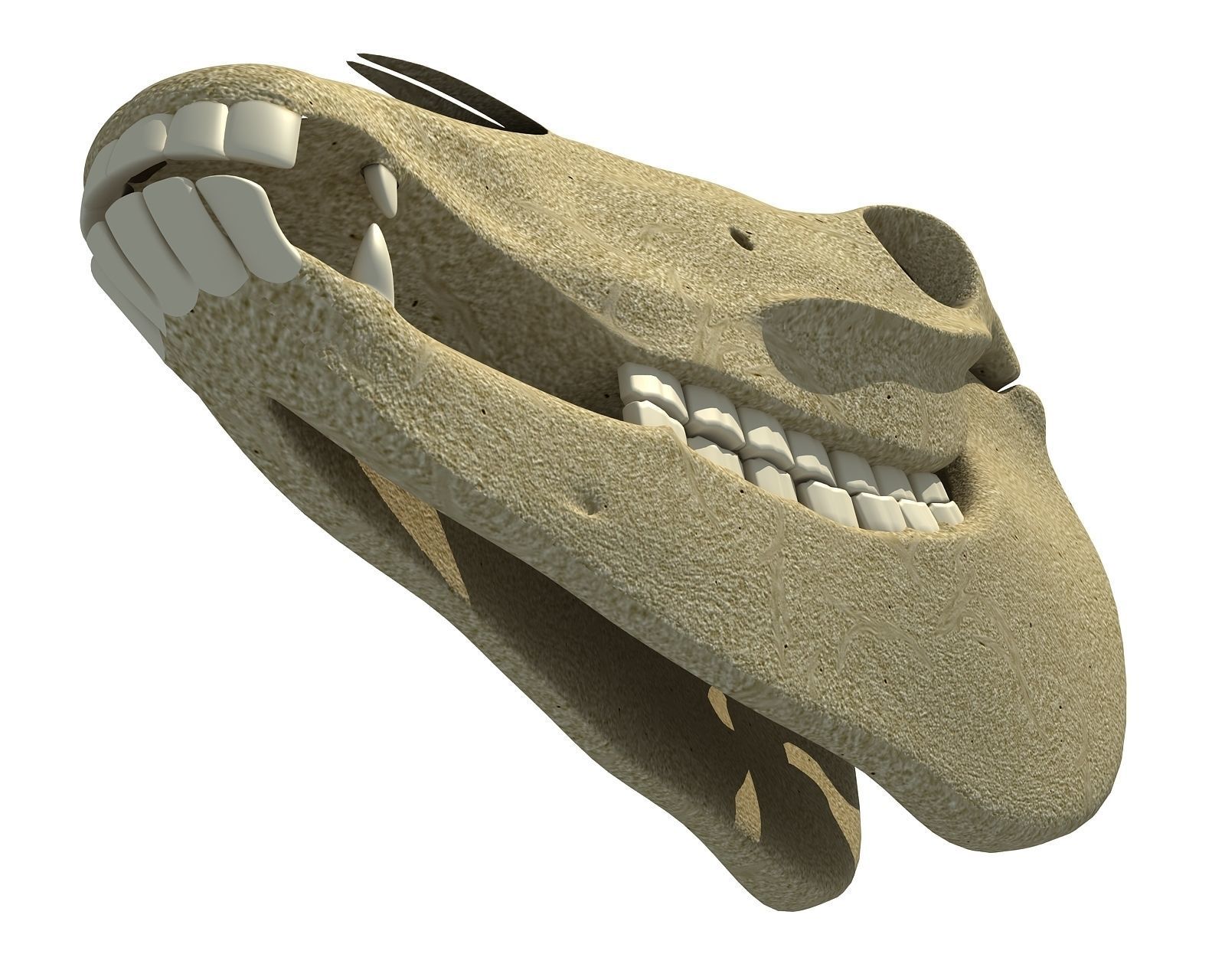 Bones of  Donkey Skull 3D model_3