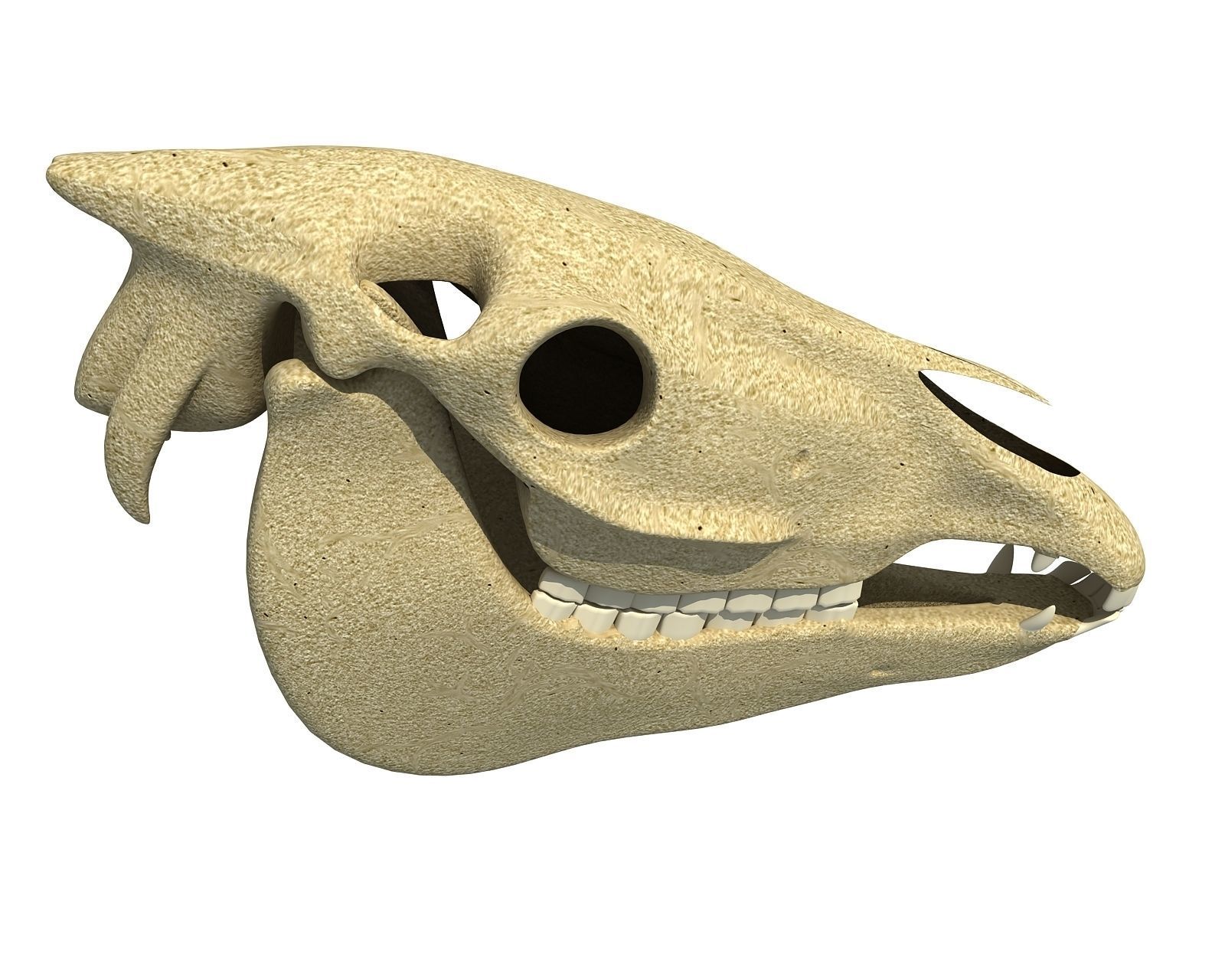 Bones of  Donkey Skull 3D model_2