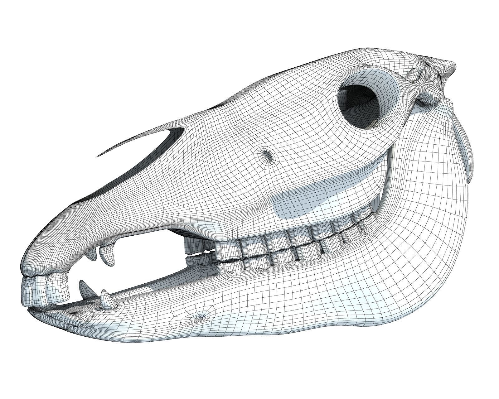 Bones of  Donkey Skull 3D model_9