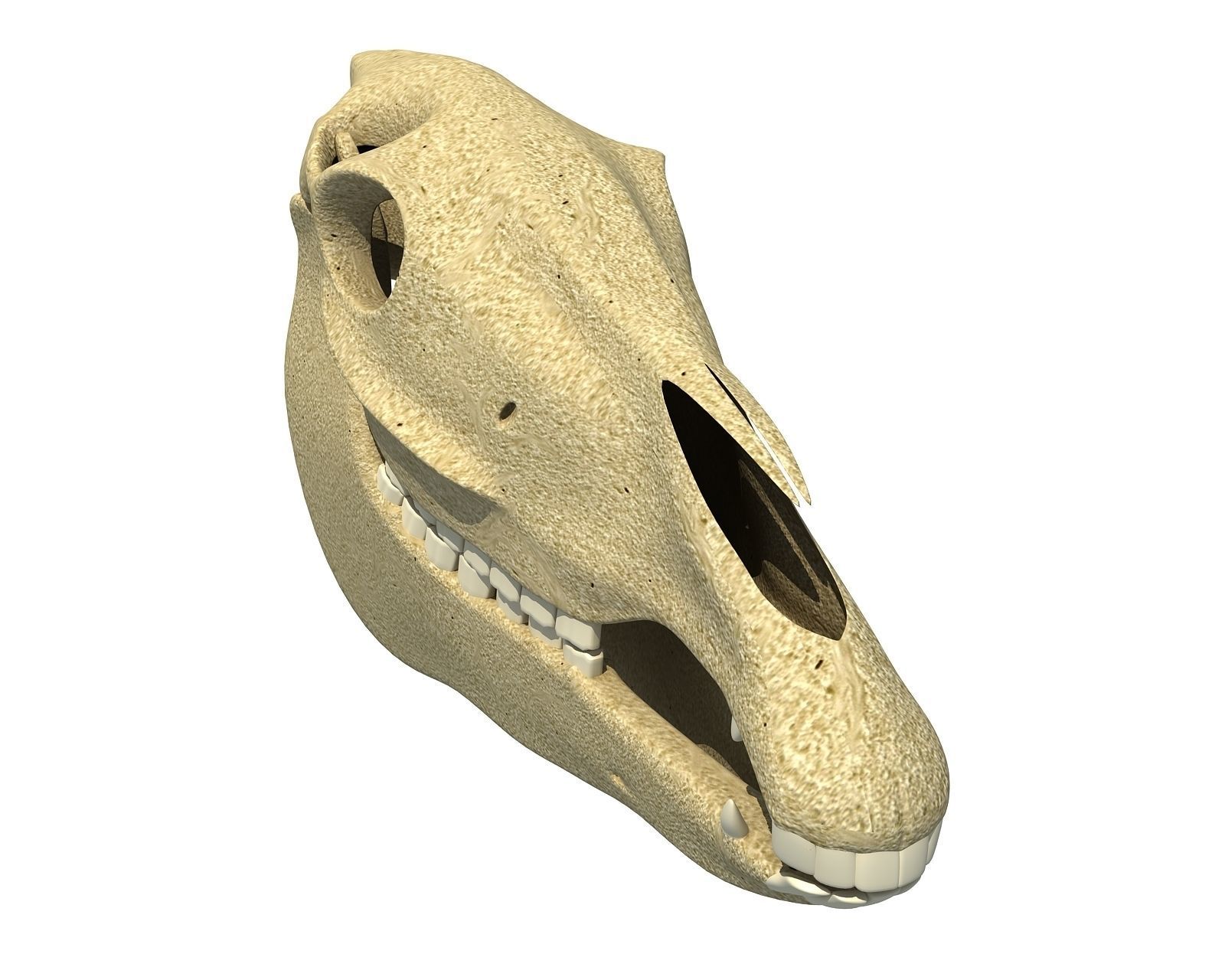 Bones of  Donkey Skull 3D model_8