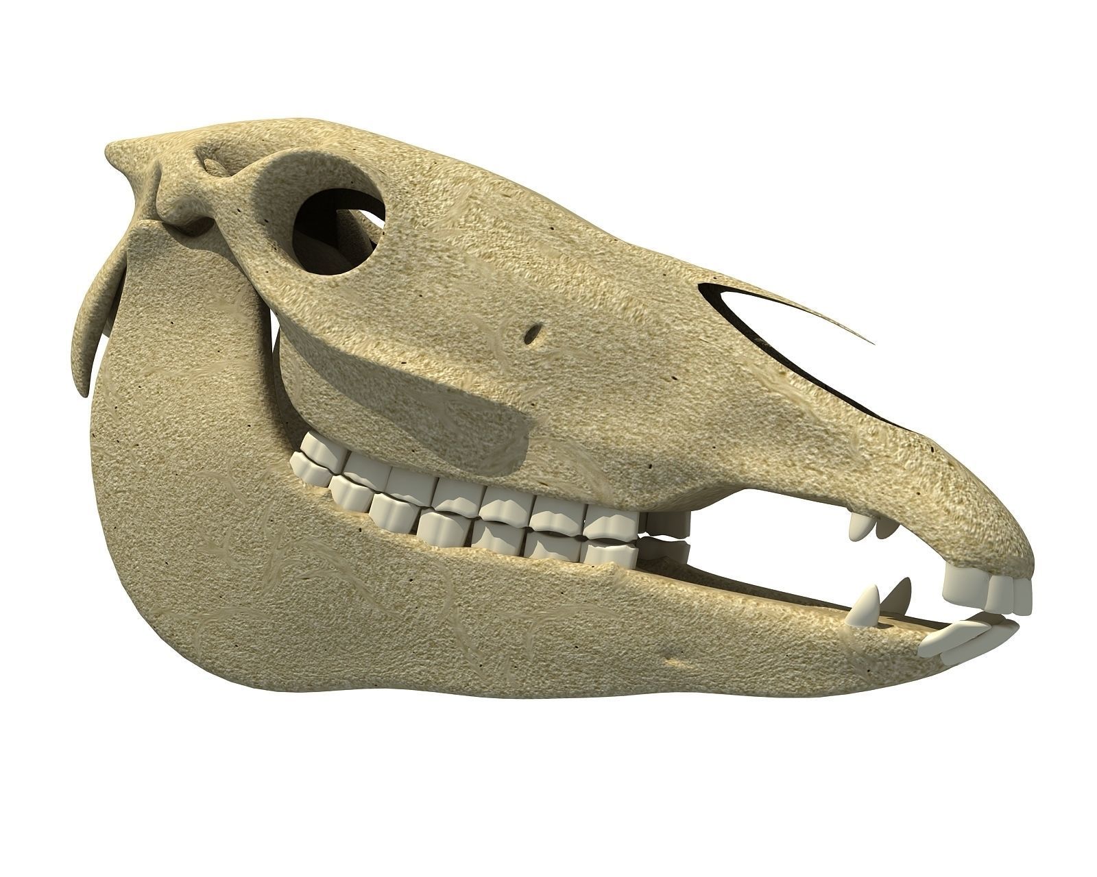 Bones of  Donkey Skull 3D model_1
