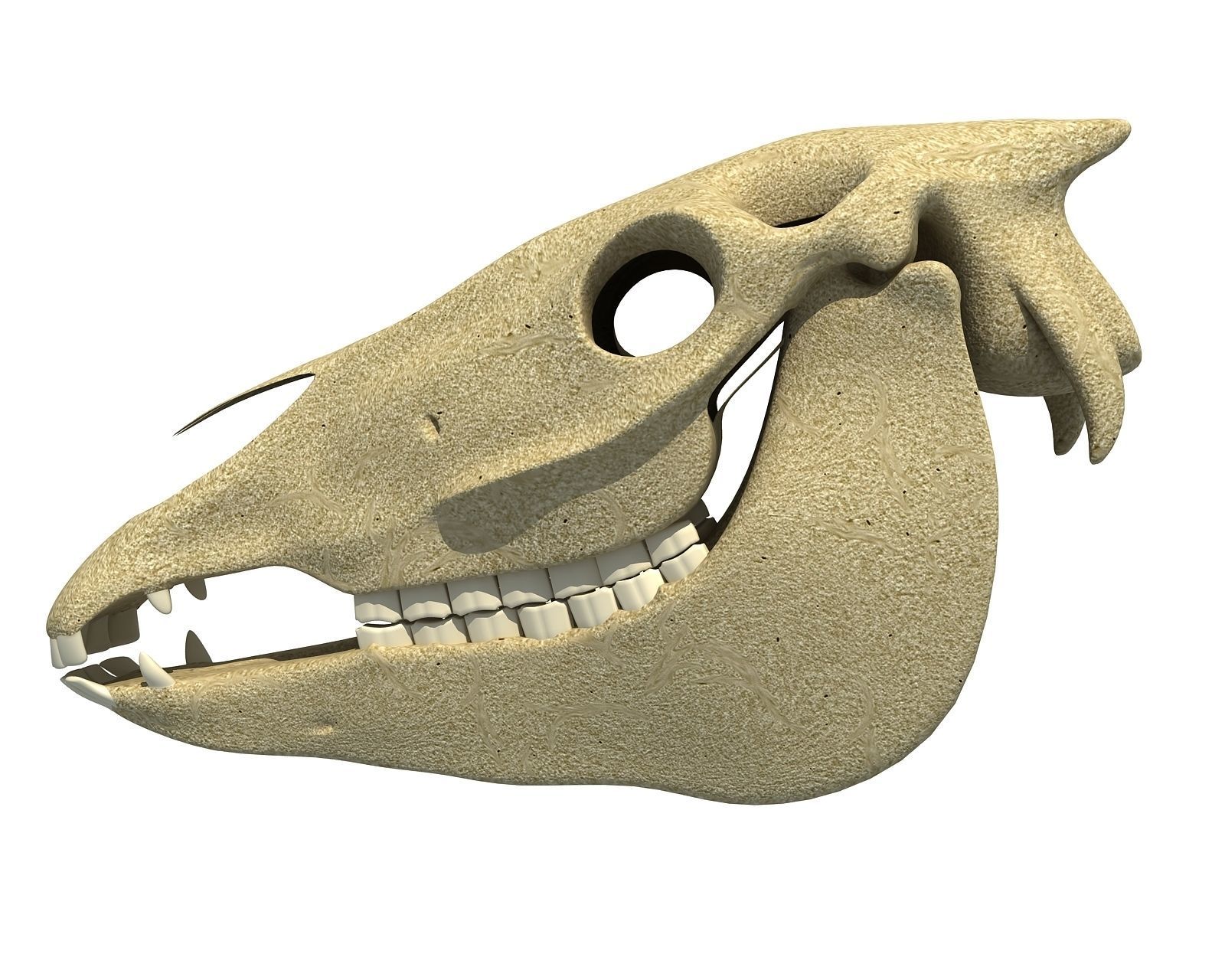 Bones of  Donkey Skull 3D model_7