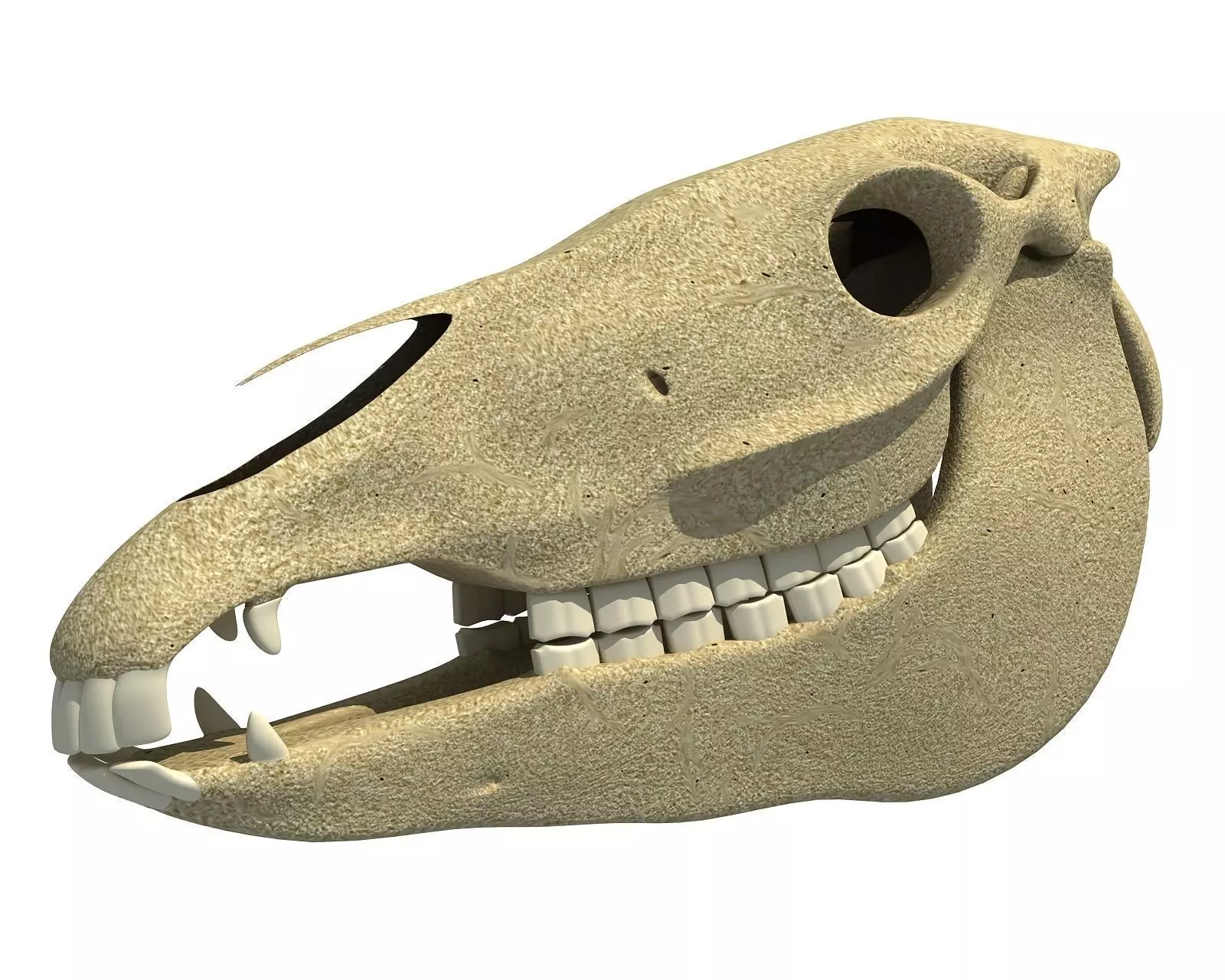 Bones of  Donkey Skull 3D model_0
