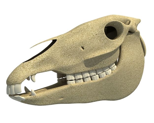 Bones of  Donkey Skull 3D model