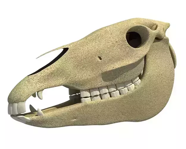 Bones of  Donkey Skull 3D model