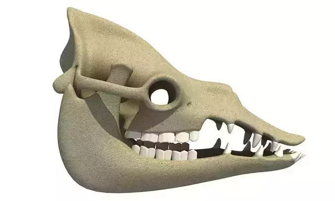 Bones Camel Skull 3D model