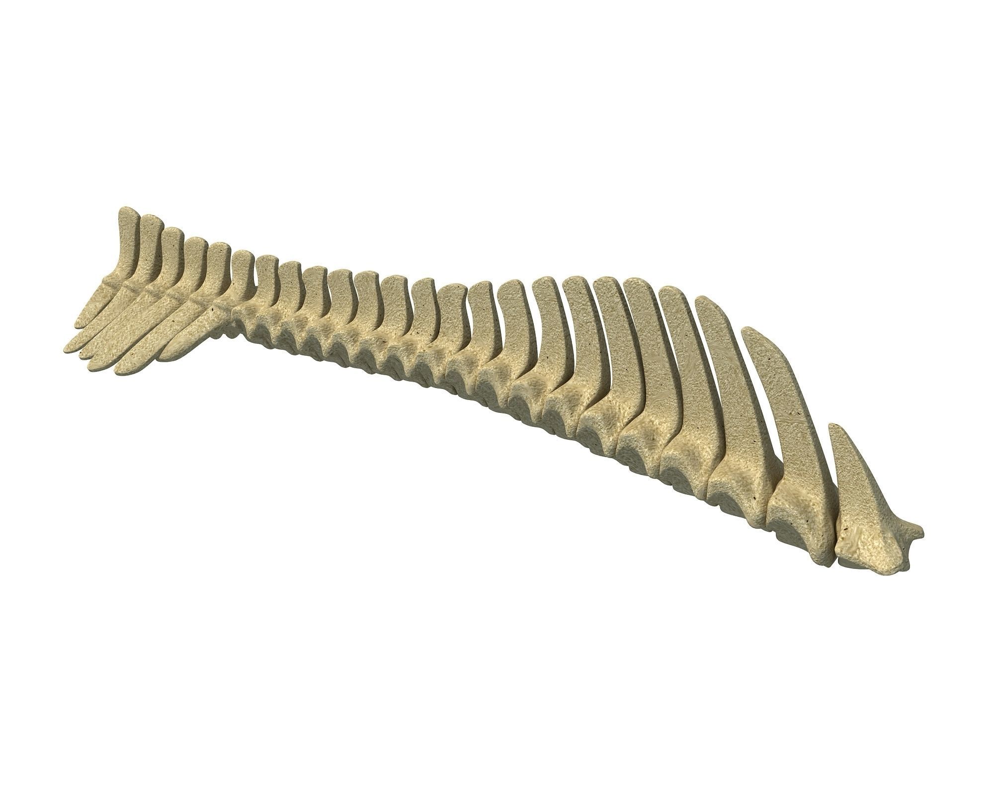 Detailed Animal Spine Model 3D model_2