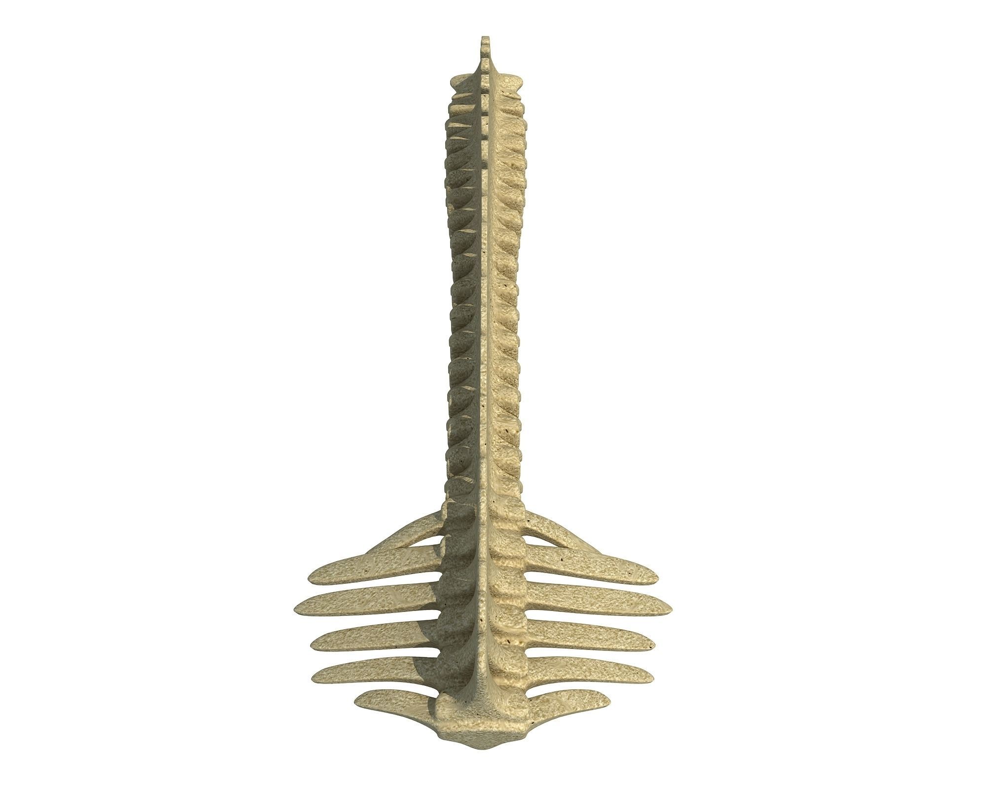 Detailed Animal Spine Model 3D model_3