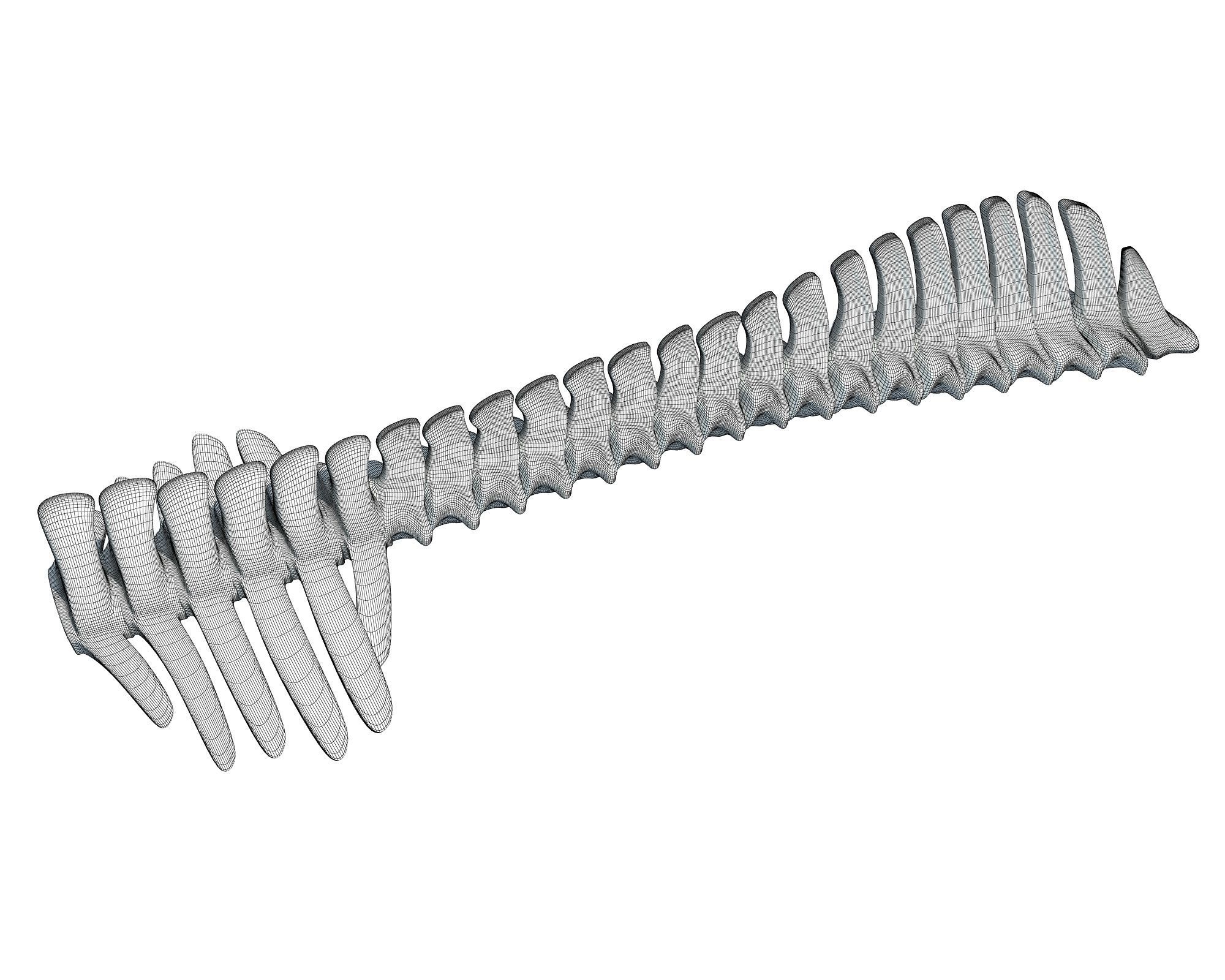 Detailed Animal Spine Model 3D model_5