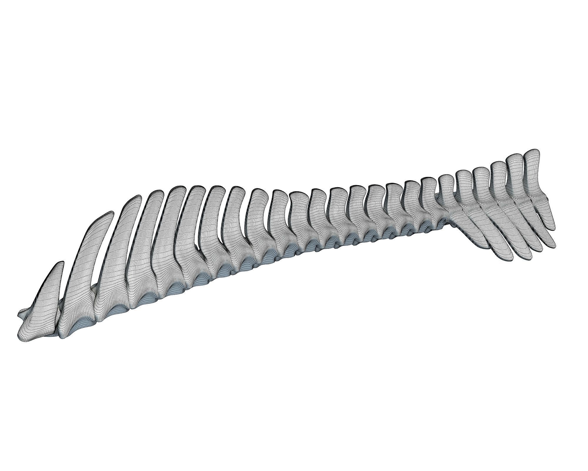 Detailed Animal Spine Model 3D model_4