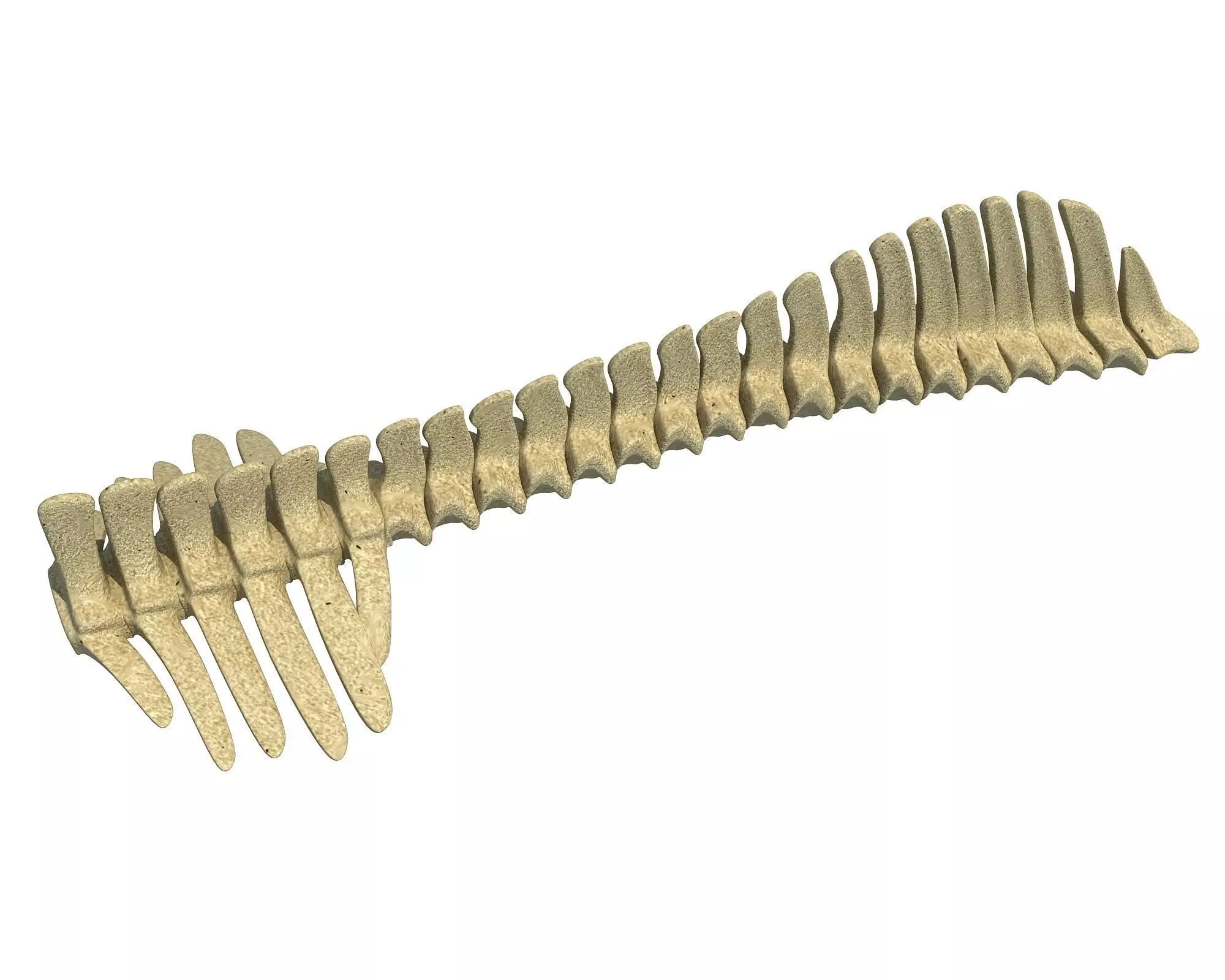 Detailed Animal Spine Model 3D model_0