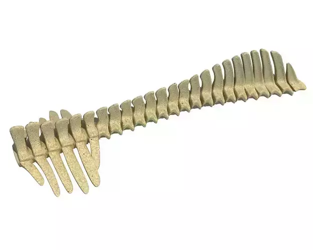 Detailed Animal Spine Model