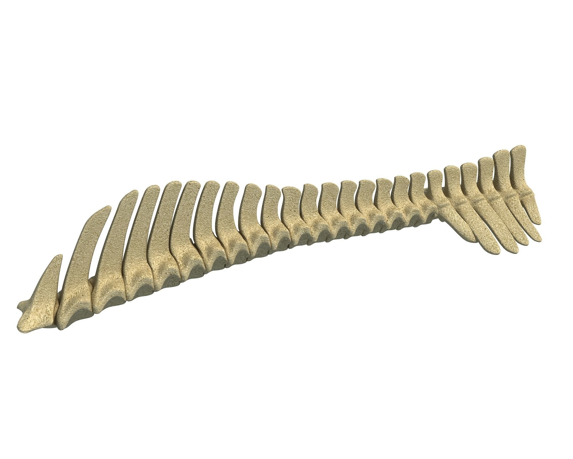 Detailed Animal Spine Model 3D model_1