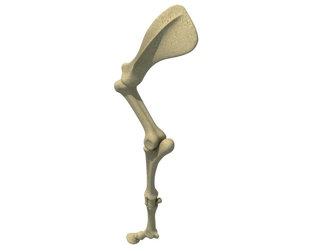 Detailed Animal Skeleton Arm 3 3D model