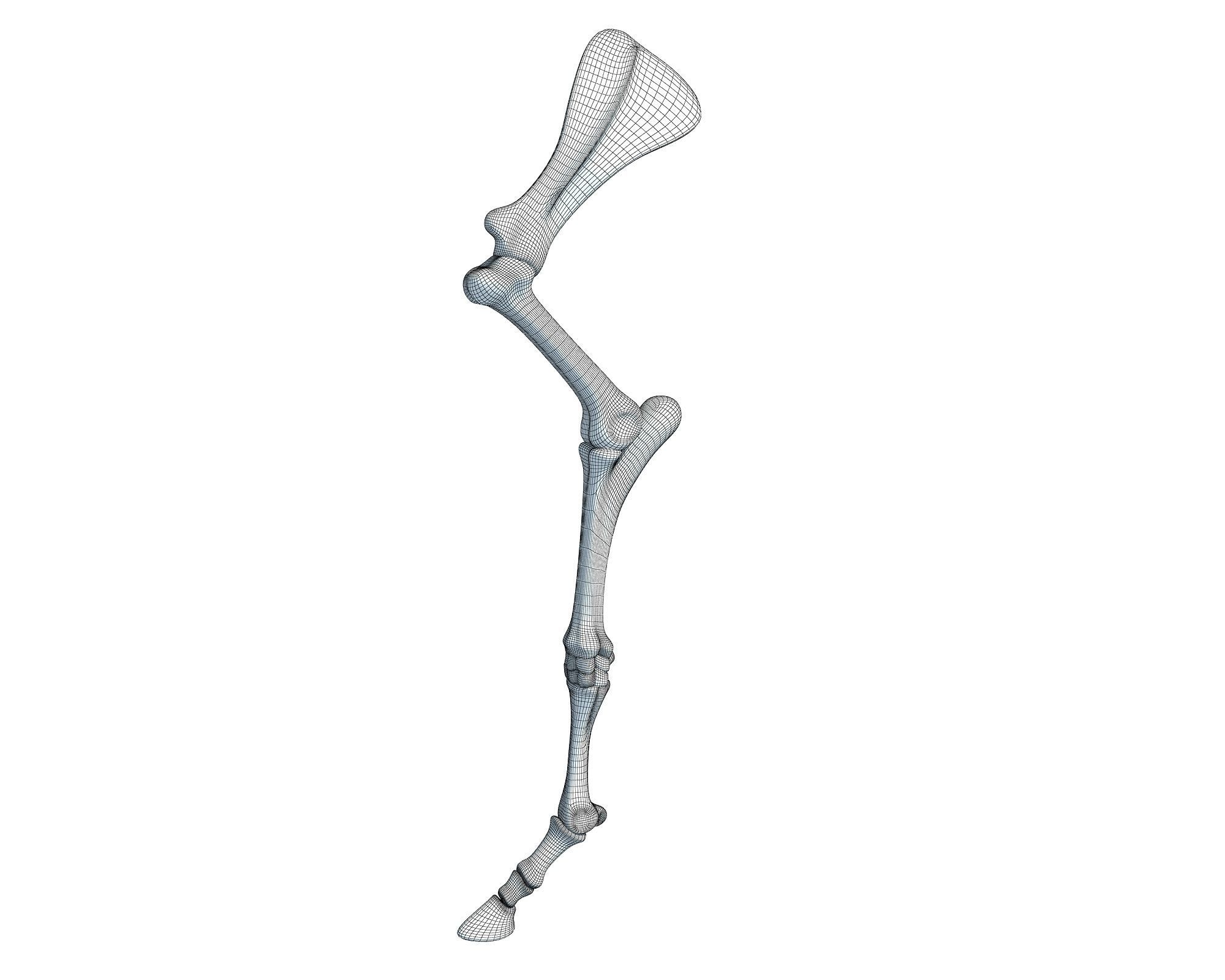 Detailed Animal Skeleton Arm 3 3D model_4