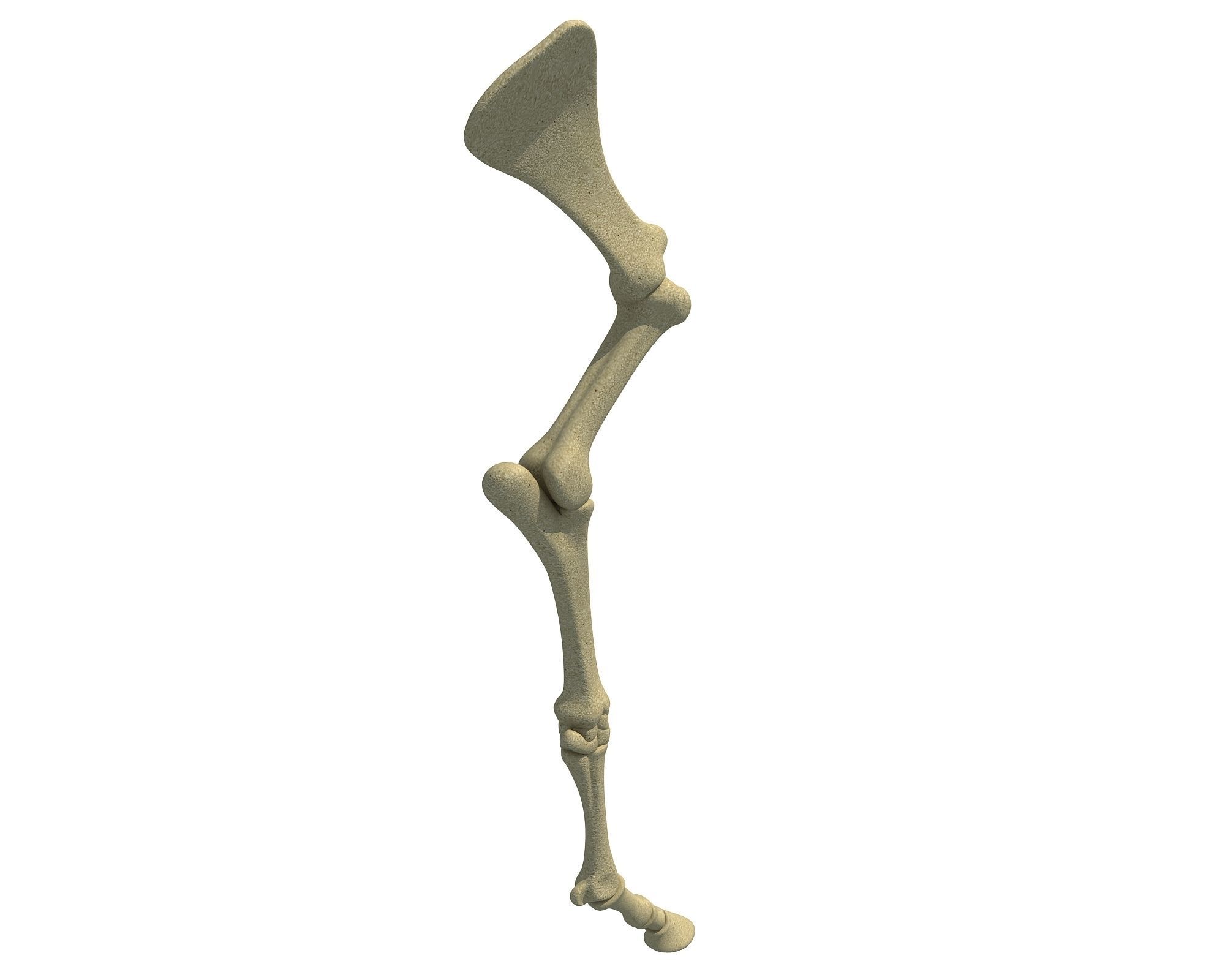Detailed Animal Skeleton Arm 3 3D model_3