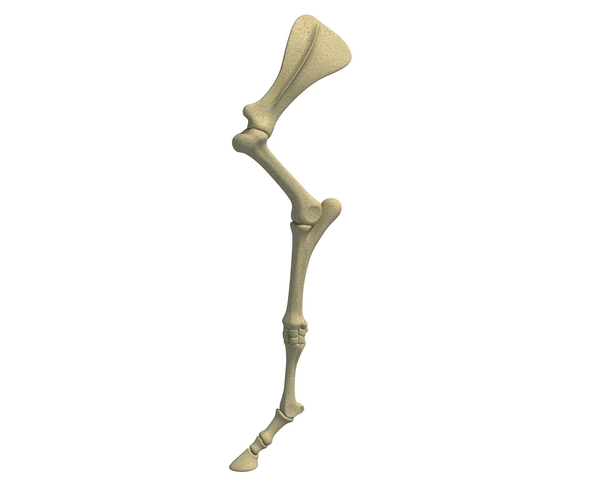 Detailed Animal Skeleton Arm 3 3D model_1
