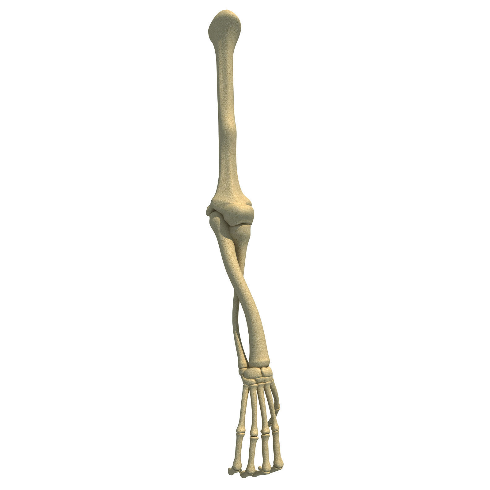 Bones of Animal Skeleton Arm 3D model_1