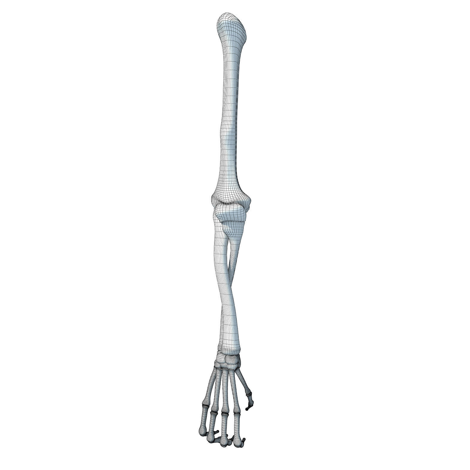 Bones of Animal Skeleton Arm 3D model_5