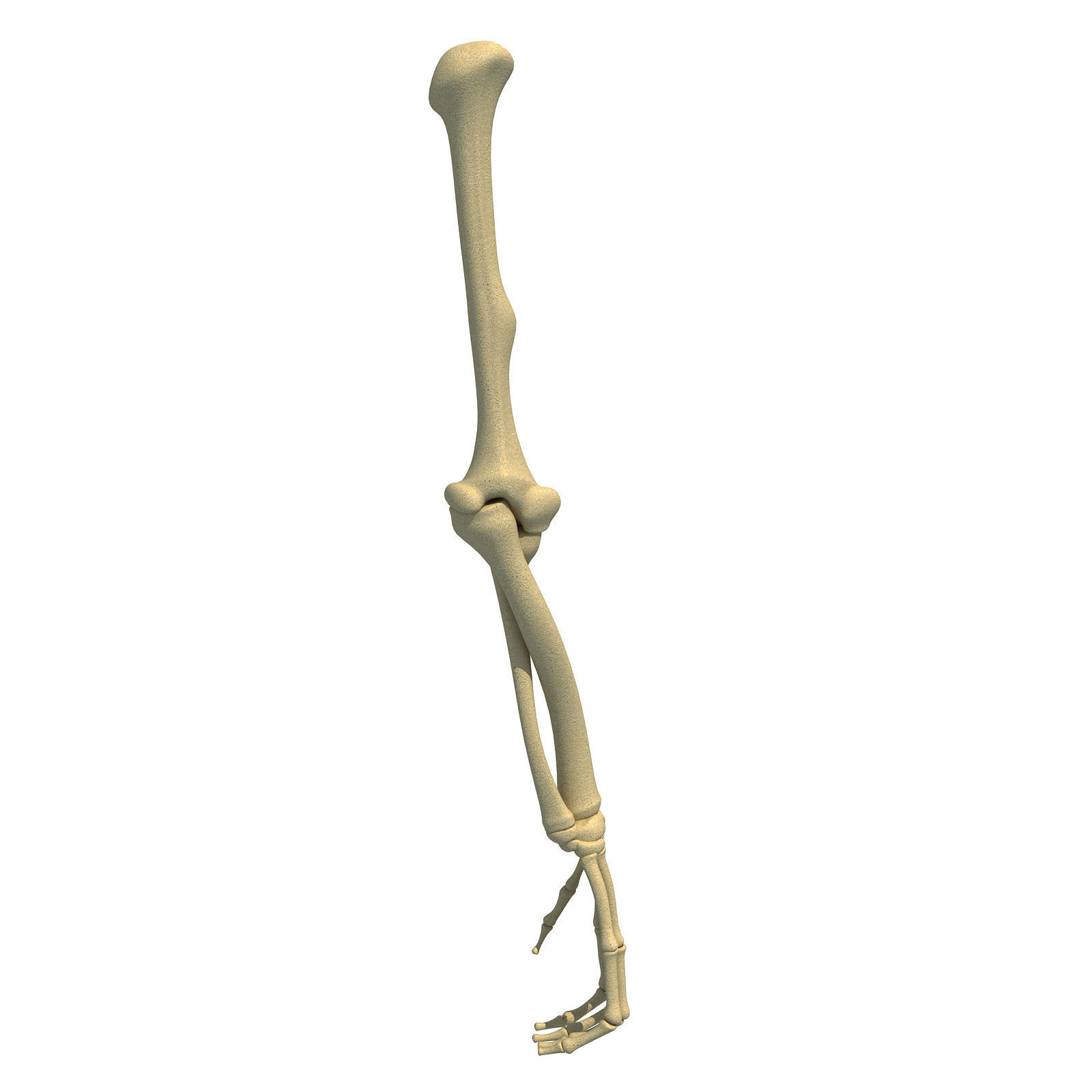 Bones of Animal Skeleton Arm 3D model_2