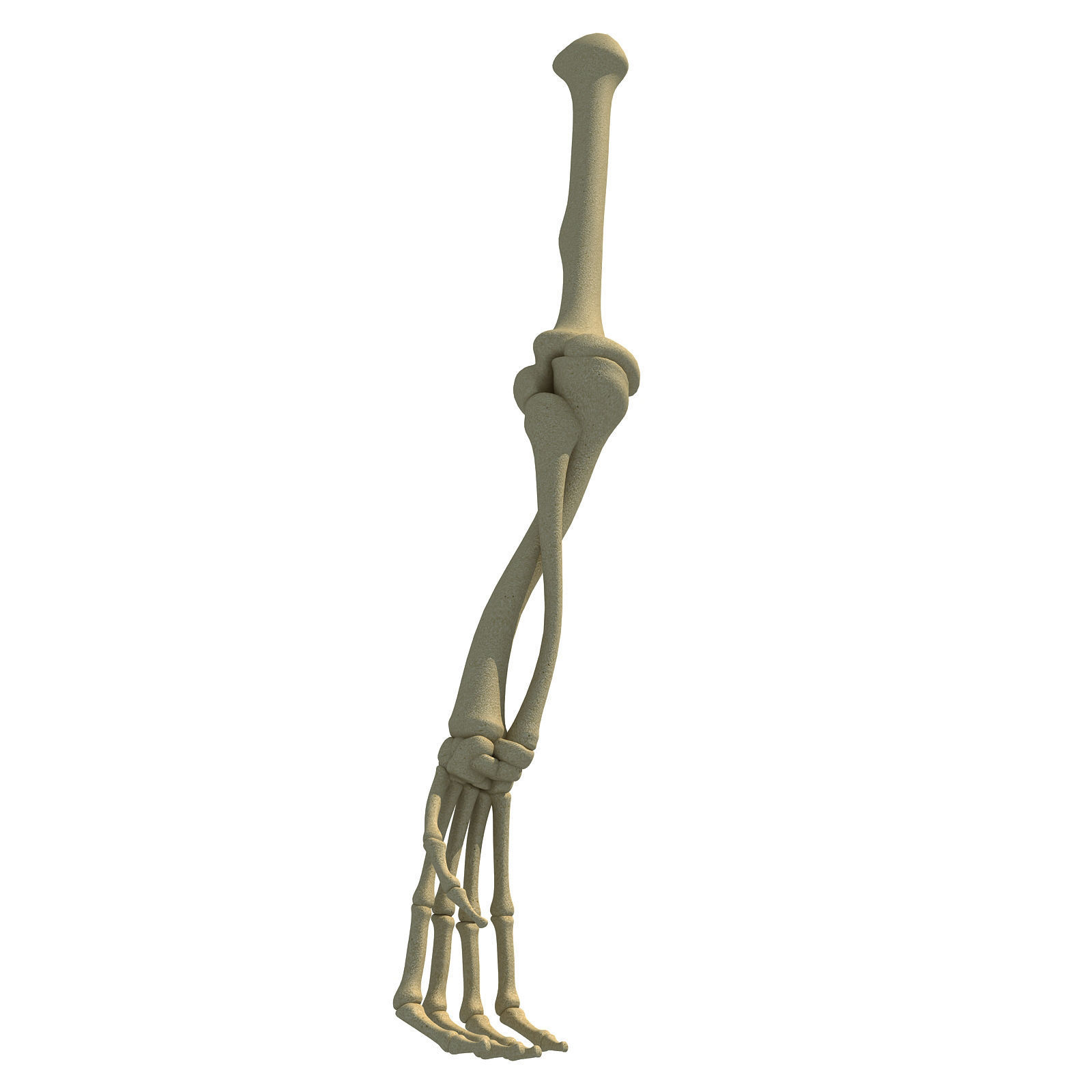 Bones of Animal Skeleton Arm 3D model_4