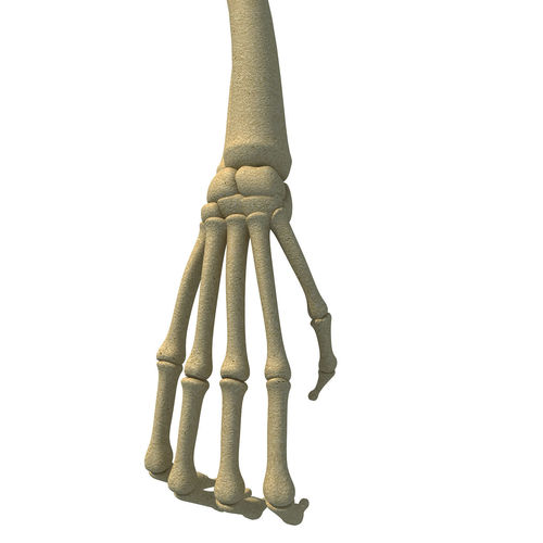 Bones of Animal Skeleton Arm 3D model