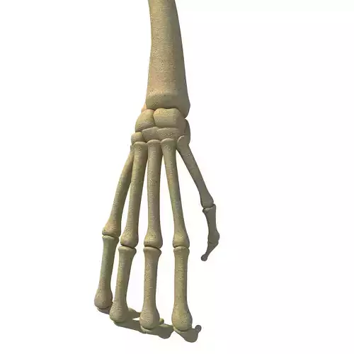 Bones of Animal Skeleton Arm 3D model