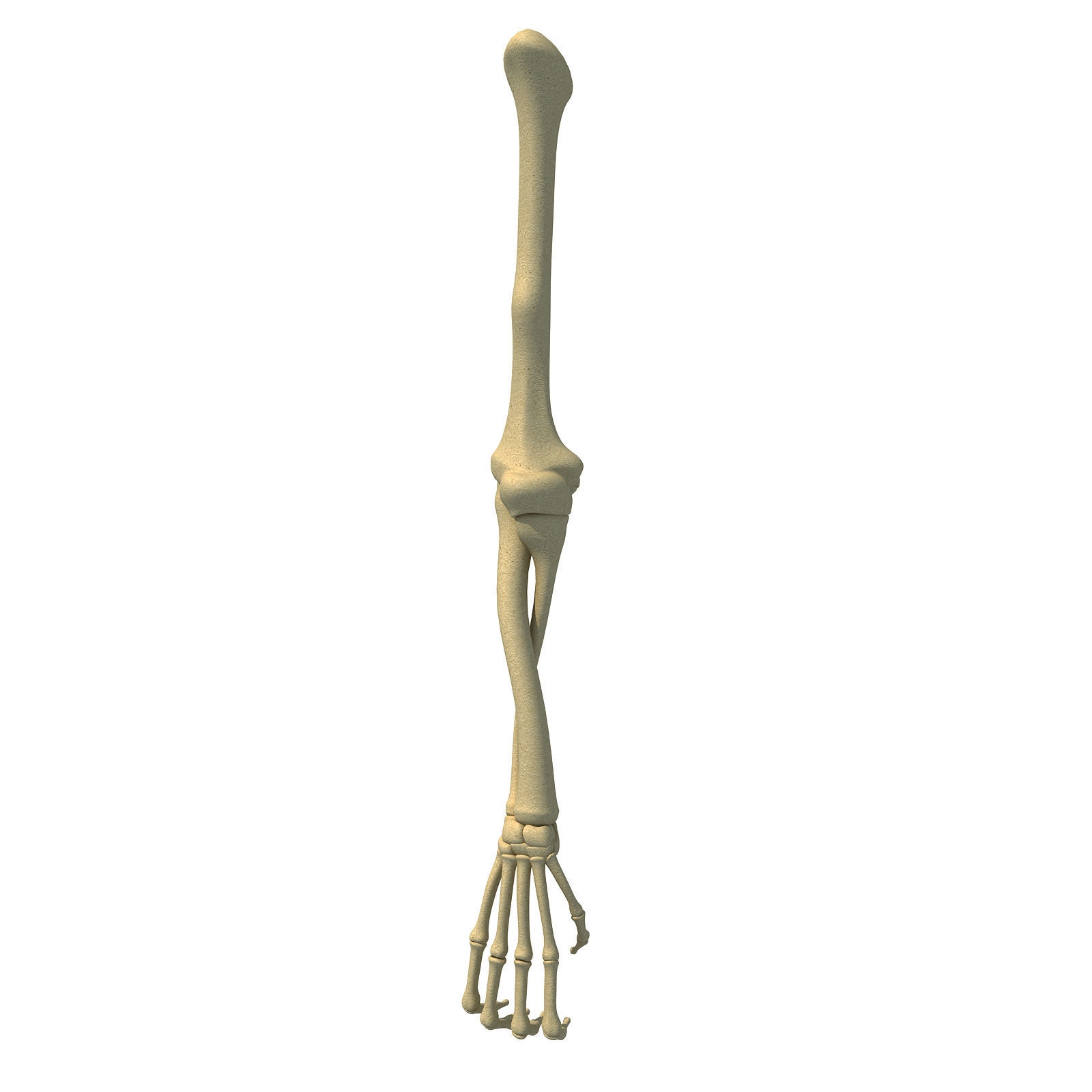 Bones of Animal Skeleton Arm 3D model_3