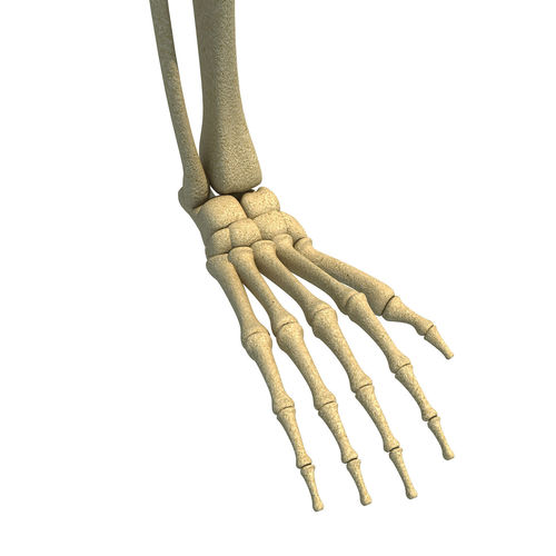 Animal Skeletal Femur 3D model
