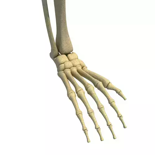 Animal Skeletal Femur 3D model