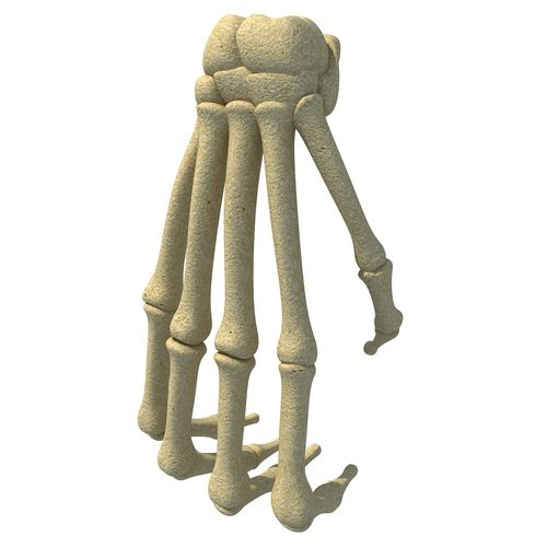 Bones of Animal Hand 3D model