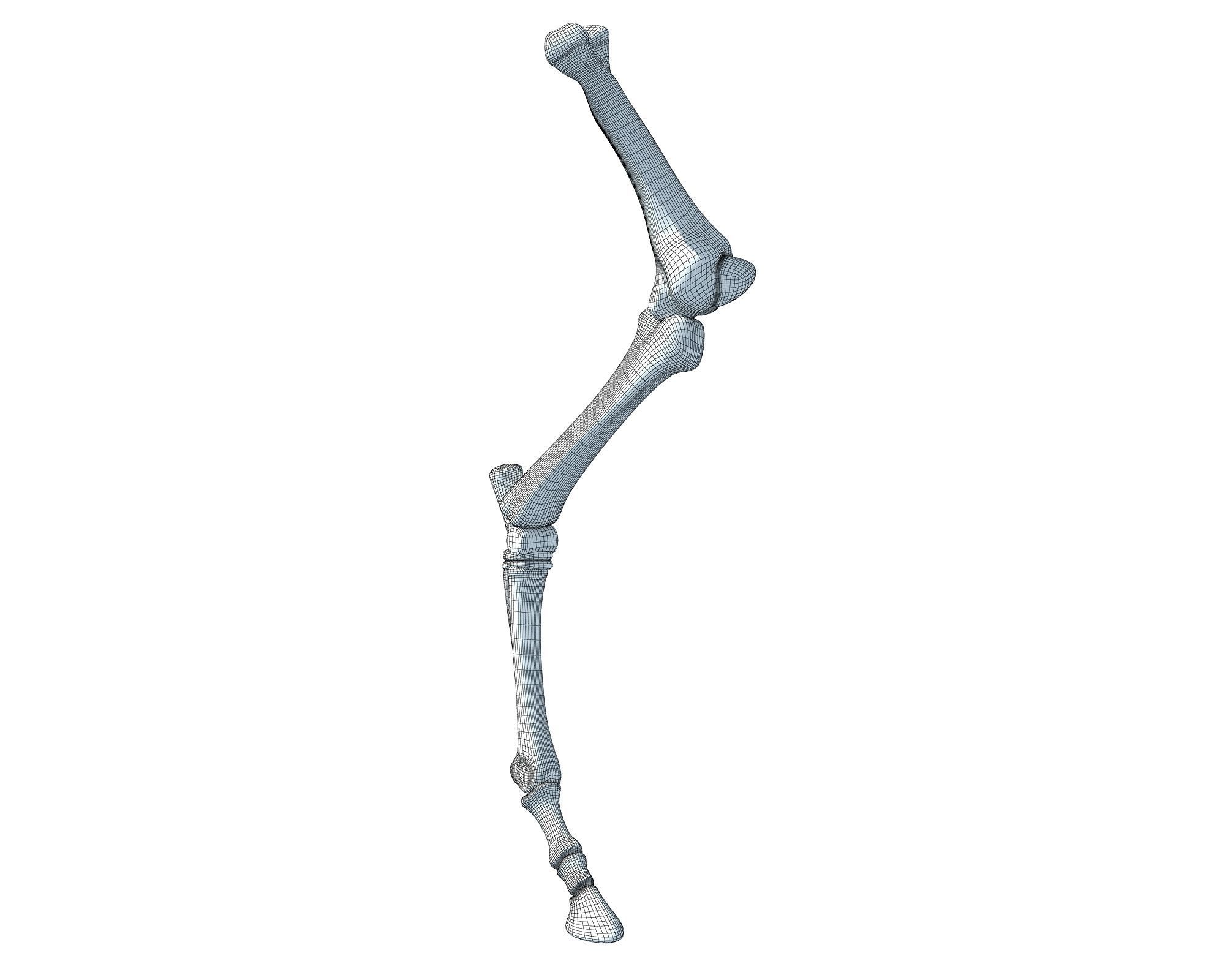 Detailed Bones of Animal Femur 3D model_5