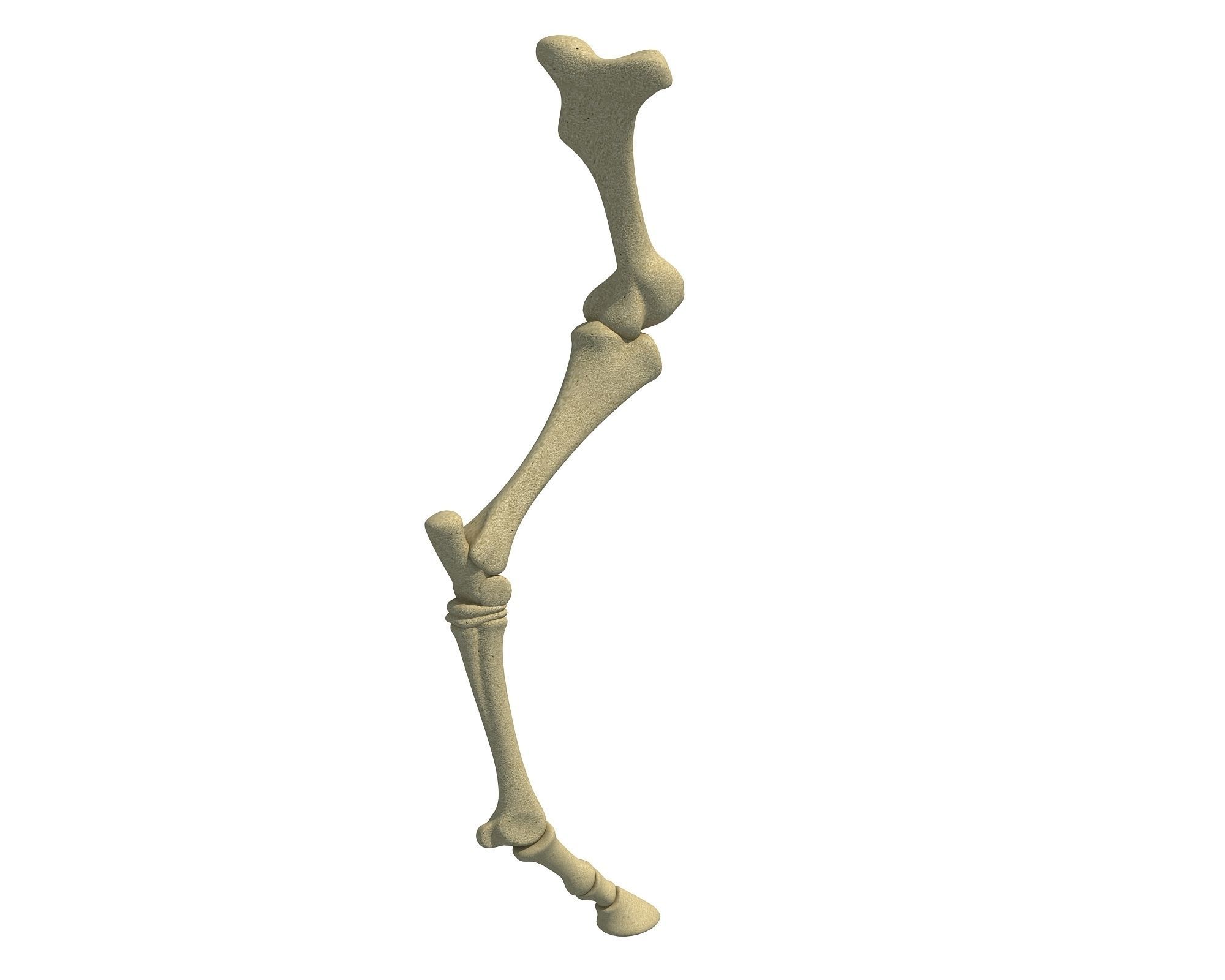 Detailed Bones of Animal Femur 3D model_2